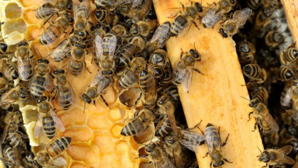 shutterstock_84819595-1920×1080