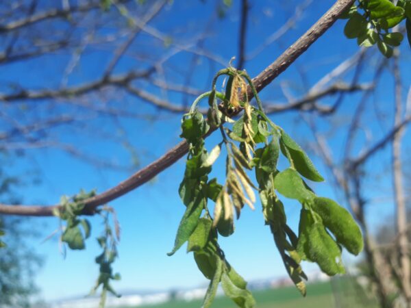 Gelata 2021-04-09 Toscana