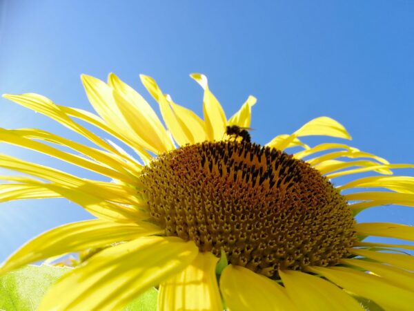 Romualdo_Montevero_5