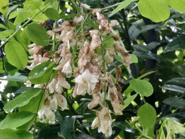acacia rovinata piogge di maggio M. Sanesi Iphen