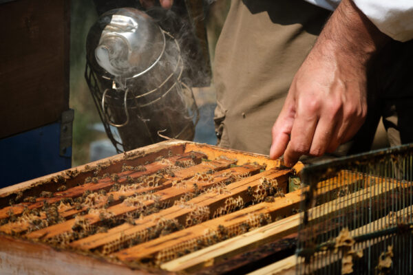 Adriano_Alessandrini_3